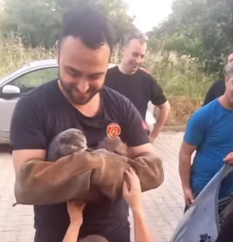 Yalova İtfaiyesi Kedinin Yardımına Koştu