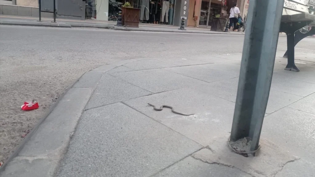 Yalova'da cadde üzerinde görülen yılan