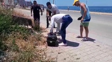 Su samuru kurtarma operasyonu görüntüsü
