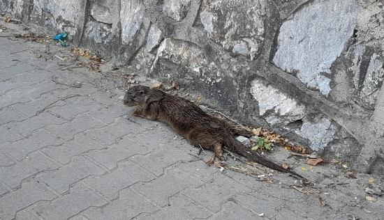Çınarcık'ta kurtarılan yaralı su samuru