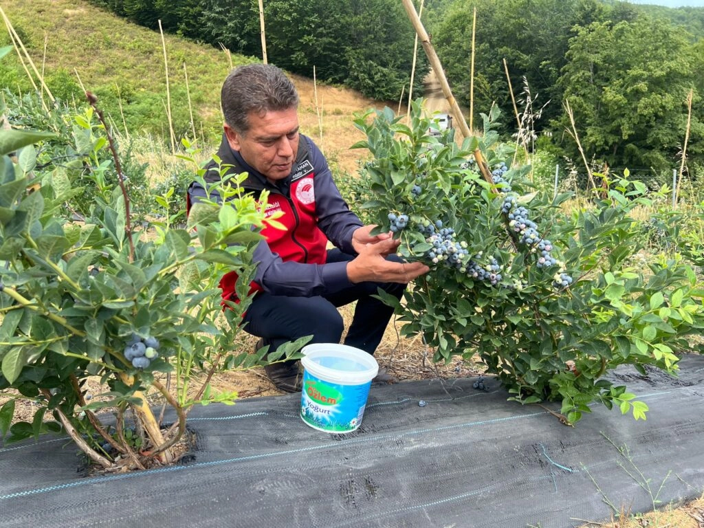 Mavi yemiş hasat etkinliği