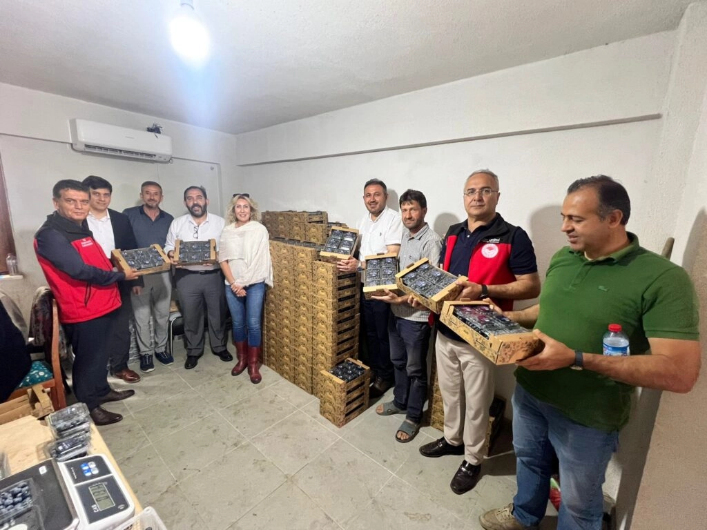 Sermayecik köyü yaban mersini