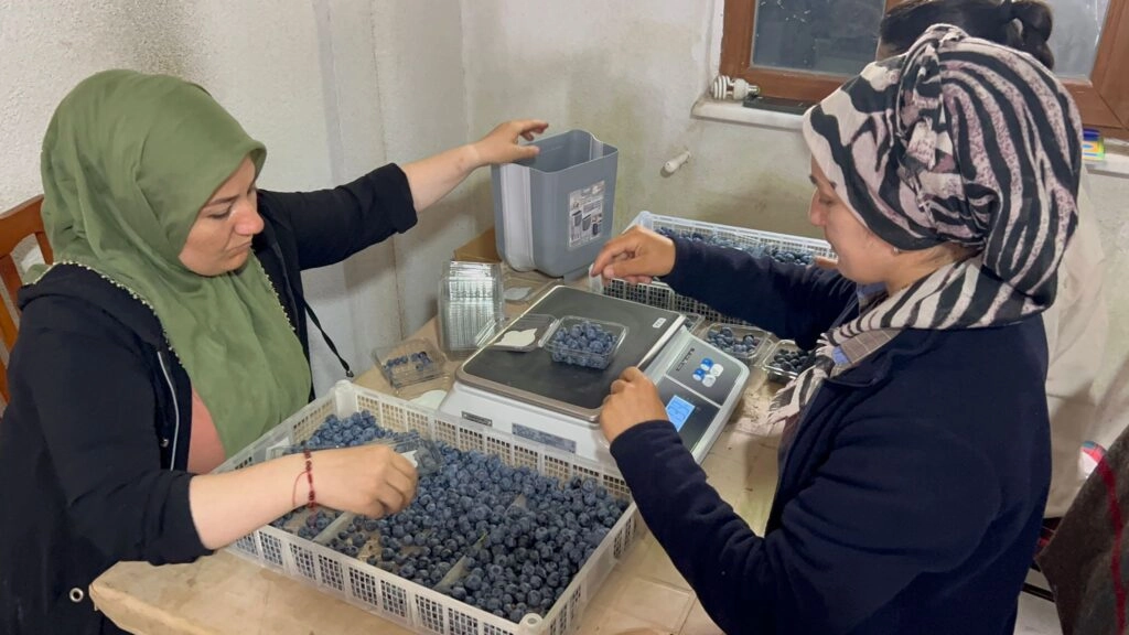 Yalova mavi yemiş hasadı