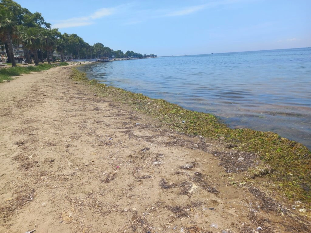 Yalova Akasya Plajı yosun istilası