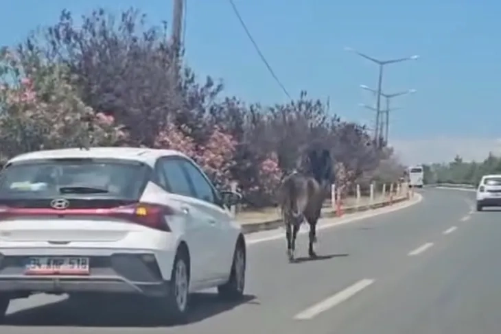 Yalova-Bursa karayolunda at trafiği