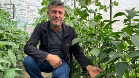 Hatay’da Samandağ Biberi Hasadı Başladı: Türkiye’nin En Acı Biberi Cevap Veriyor!