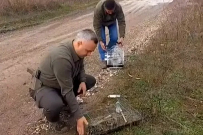Çiftlikköy’de 19 Saka Kuşu Özgürlüğüne Kavuştu!