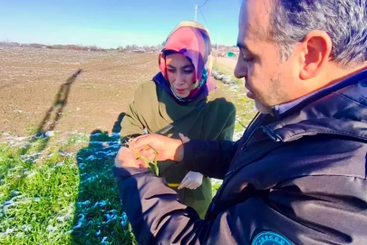 Altınova’da tarlalar ve bahçelerde sezon takibi başladı!