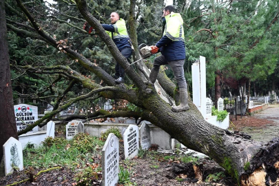 Fırtına Mezarlıkta İz Bıraktı: Devrilen Ağaçlara Belediye Müdahalesi!