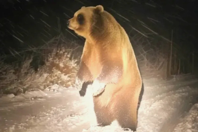 Delmece Yaylası’nda Gece Sürprizi: Off-Road Ekibi Boz Ayıyla Karşılaştı!