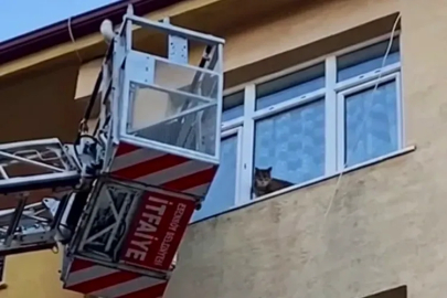 Dördüncü Katta Kalan Minik Patinin Kurtuluşu: Esenköy İtfaiyesi Seferber Oldu!