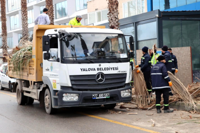 Yalova Belediyesi Palmiyeleri Periyodik Bakıma Aldı!