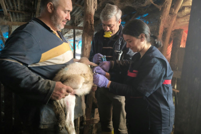 Yalova’da Hayvan Sağlığı Çalışmaları Aralıksız Sürdürülüyor!