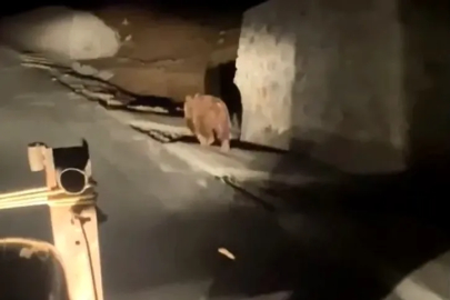Armutlu–Esenköy NATO Yolu’nda Gece Saatlerinde Ayı Sürprizi !
