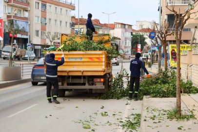 Daha Yeşil Yalova İçin Sahada Budama Mesaisi!