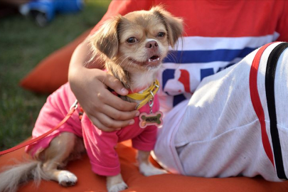 Japonya’daki çalışma dikkat çekti: Köpek sahiplerinde demans riski daha düşük!