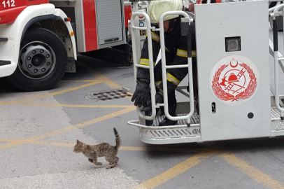 Yalova Dörtyol Kavşağı’nda Mahsur Kalan Kedi Kurtarıldı!