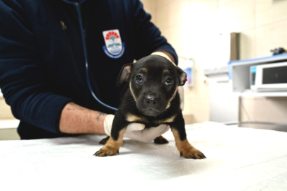 Terk Edilen Yavrulara Yalova Belediyesi'nden Şefkat Eli!