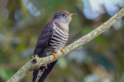 Kuş Göçü Rotalarındaki Değişim Yapay Zeka ile Analiz Ediliyor!