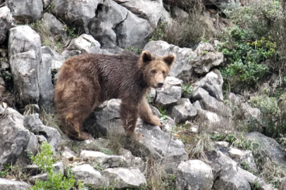 Paşakent'te Mahsur Kalan Keçi Değil Ayıymış!