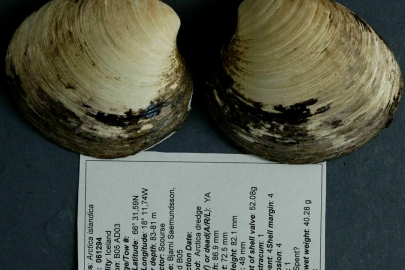 Bulunduğu Gün Öldü… 507 Yıl Yaşamıştı!