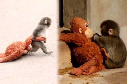 Punch’ın “Anne” Sandığı Peluş