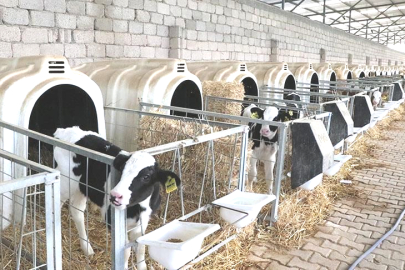 Buzağı Kayıplarına Karşı Yeni Proje: Yalova’da Sahaya İniliyor!