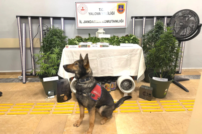 Yalova'da Eve Baskın: Uyuşturucu Serası Kurmuşlar!