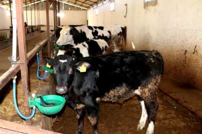 “Yalova’da Angus Müjdesi: İlk Buzağılar Doğdu!”