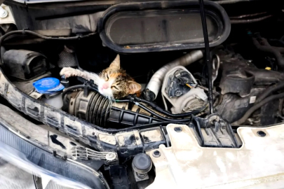 Çınarcık'ta Motor Kısmına Sıkışan Kediyi İtfaiye Kurtardı!