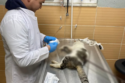 Çiftlikköy’de Karnına Şiş Saplanan Kedi ‘Şanslı’ Hayatta!