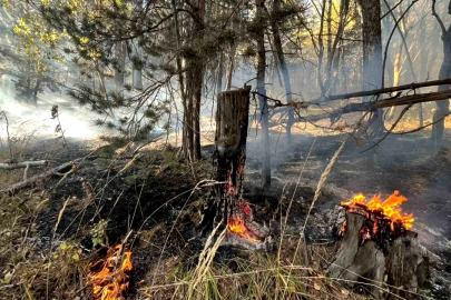 2025’te Türkiye’de Yalova Büyüklüğünde Orman Yandı!