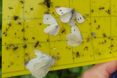 Örtüaltı Sebze Üretiminde Denetimler Sürüyor