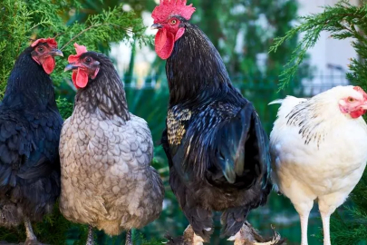 Yumurta Fiyatları Artıyor: Yalova’da Tavuk Sayısı Tarihi Düşüşte!