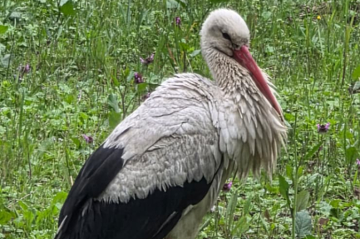 Armutlu Yarımadası: Göçmen Leyleklerin Kadim Durağı!