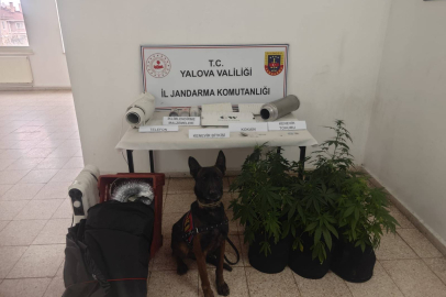 Çınarcık’ta Uyuşturucu Operasyonu: Evde Kenevir Yetiştirildi!