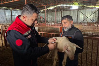 Yalova’da Küpeleme ve Aşılama Çalışmaları Hız Kesmiyor!