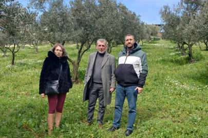 Yalova’da Zeytinliklerde Detaylı İnceleme Yapıldı