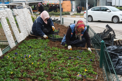 Atatürk Caddesi Girişi 1000 Menekşeyle Renkli Görünüme Kavuştu