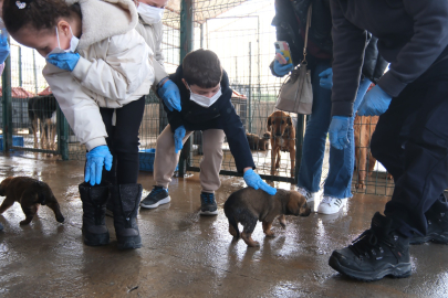 Çiftlikköy'de Sokak Hayvanlarına Kapsamlı Destek!
