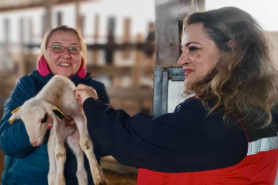 Yalova’da Hayvan Sağlığı İçin Seferberlik: Aşılama ve Küpeleme Çalışmaları Sürüyor