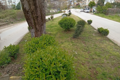 Çınarcık'ta Refüjlerde Kapsamlı Bahar Temizliği!