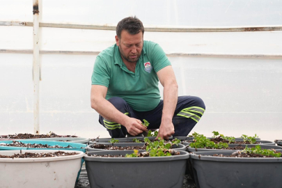 Yalova Belediyesi Seralarında Üretilen Çiçeklerle Şehir Yeşil ve Renkli Görünüme Kavuşuyor