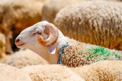 "2026 Kurban Fiyatları Belli Oldu! İşte Yeni Tarifeler"